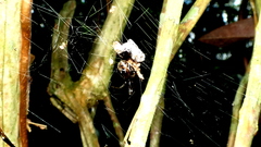 Nihonhimea tesselata