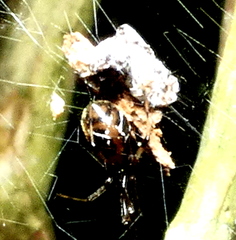 Nihonhimea tesselata