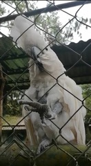Cacatua alba