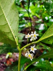Solanum oppositifolium