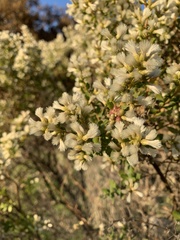 Baccharis pilularis consanguinea