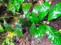 Solanum oppositifolium