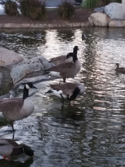 Branta canadensis