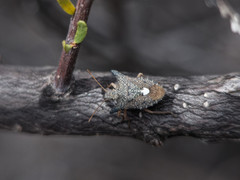Euschistus longiceps