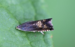 Grapholita angleseana