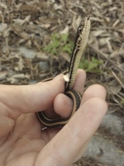 Thamnophis sirtalis annectens
