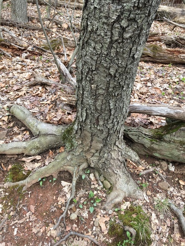 Prunus jamasakura