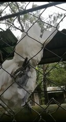 Cacatua alba
