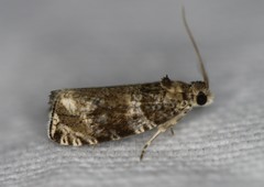 Olethreutes appendiceum