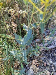 Flaveria chlorifolia
