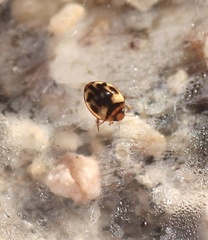 Desmopachria mexicana