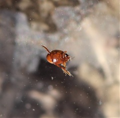 Desmopachria mexicana