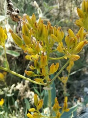 Flaveria chlorifolia