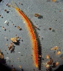Strigamia branneri