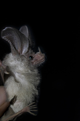 Macrotus californicus