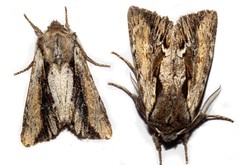 Ichneutica paracausta
