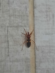 Zelurus transnominalis