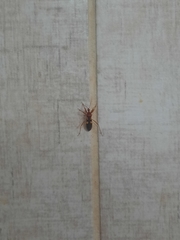 Zelurus transnominalis