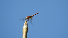Sympetrum corruptum