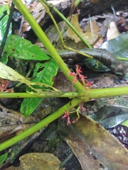 Miconia trichocalyx