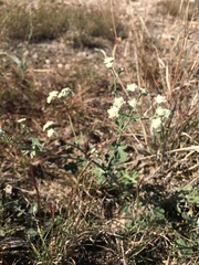 Parthenium confertum