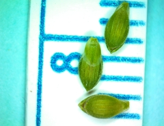 Dichanthelium aciculare