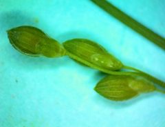 Dichanthelium aciculare