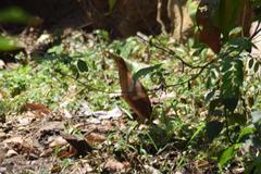 Ixobrychus cinnamomeus