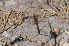 Erythrodiplax basifusca