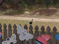 Malurus cyaneus ashbyi