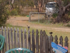 Malurus cyaneus ashbyi