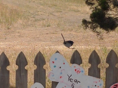 Malurus cyaneus ashbyi