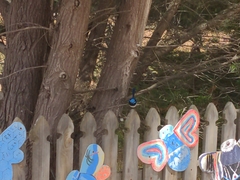 Malurus cyaneus ashbyi