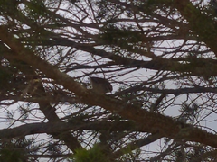 Malurus cyaneus ashbyi