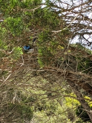 Malurus cyaneus ashbyi