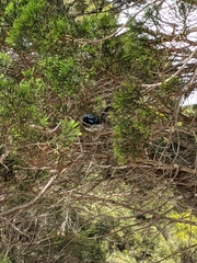 Malurus cyaneus ashbyi