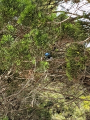 Malurus cyaneus ashbyi