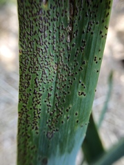 Puccinia iridis