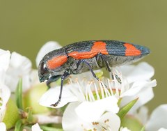 Castiarina grata
