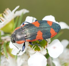 Castiarina grata