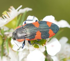 Castiarina grata