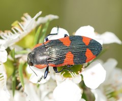 Castiarina grata