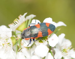 Castiarina grata
