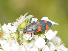 Castiarina grata