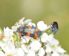 Castiarina grata