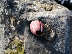 Megabalanus tintinnabulum