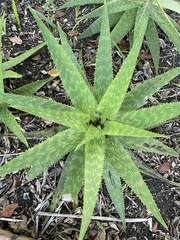 Aloe lateritia