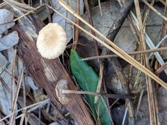 Mycetinis copelandii