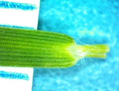 Dichanthelium aciculare