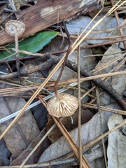 Mycetinis copelandii